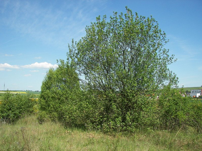 Ива caprea pendula