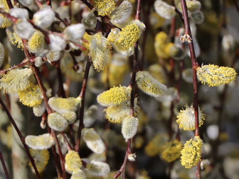 Ива Козья Salix caprea l.