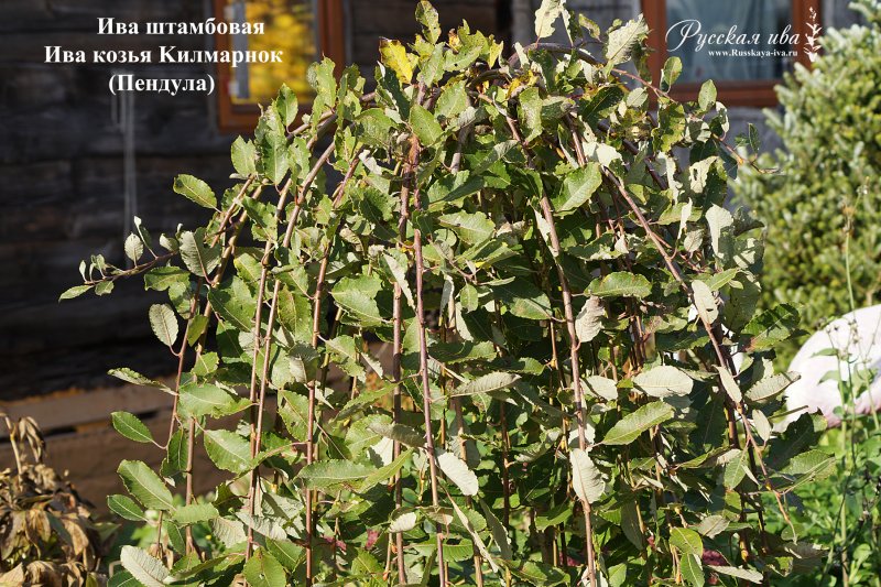 Salix caprea pendula Ива