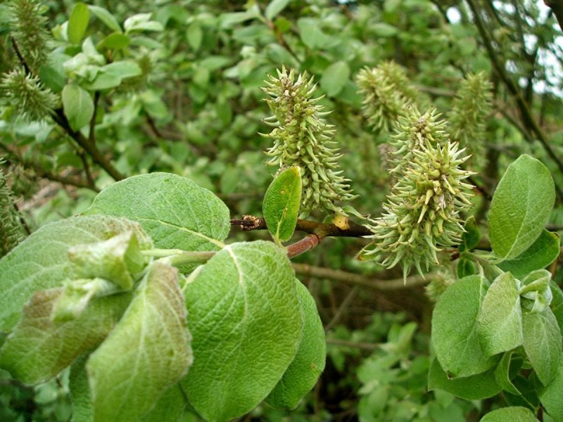 Ива Козья (бредина) – Salix caprea