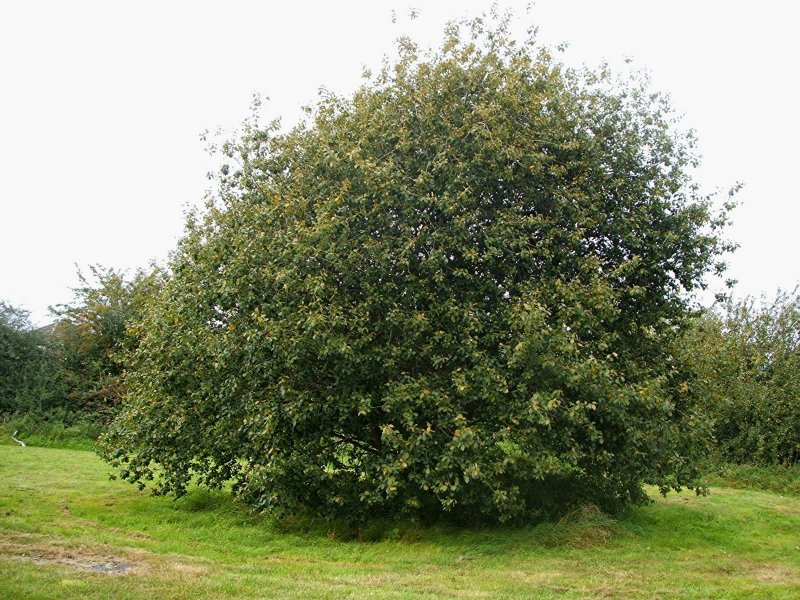 Ива Козья Salix caprea