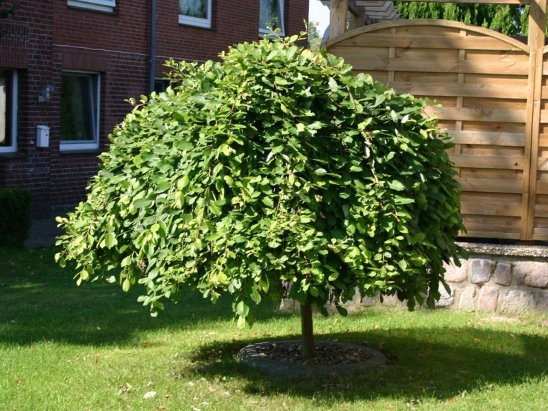 Ива Козья Salix caprea (76 фото)