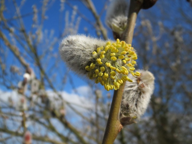Ива бредина (Salix caprea)