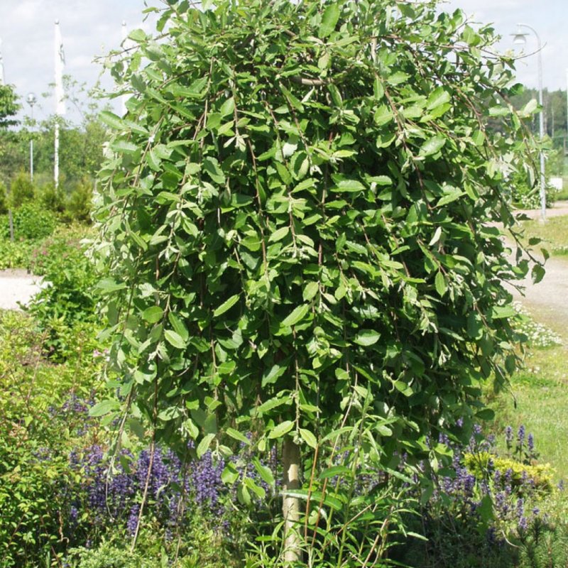 Ива Козья Kilmarnock