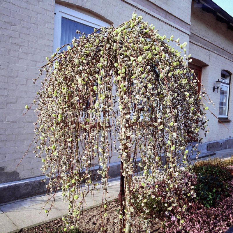 Ива Козья (бредина) – Salix caprea