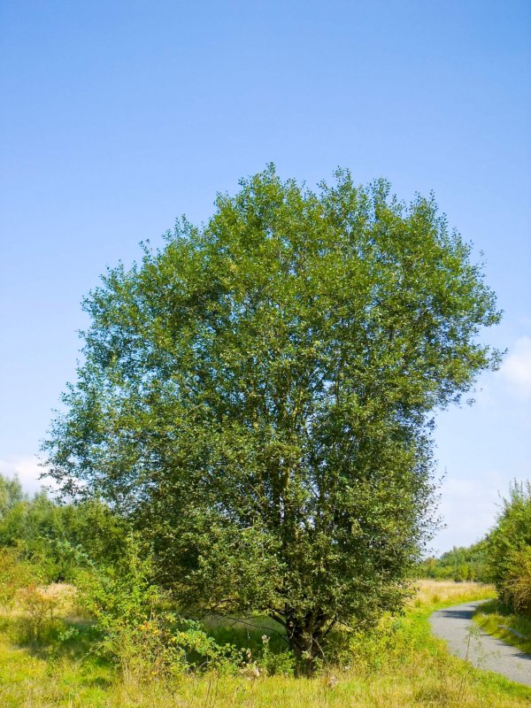 Ива Козья (бредина) – Salix caprea
