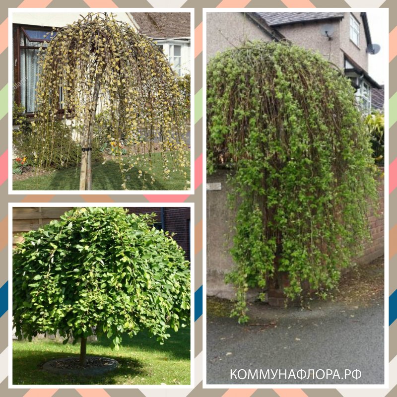 Salix caprea Kilmarnock