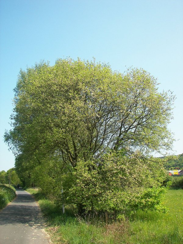 Salix caprea 'ogon'
