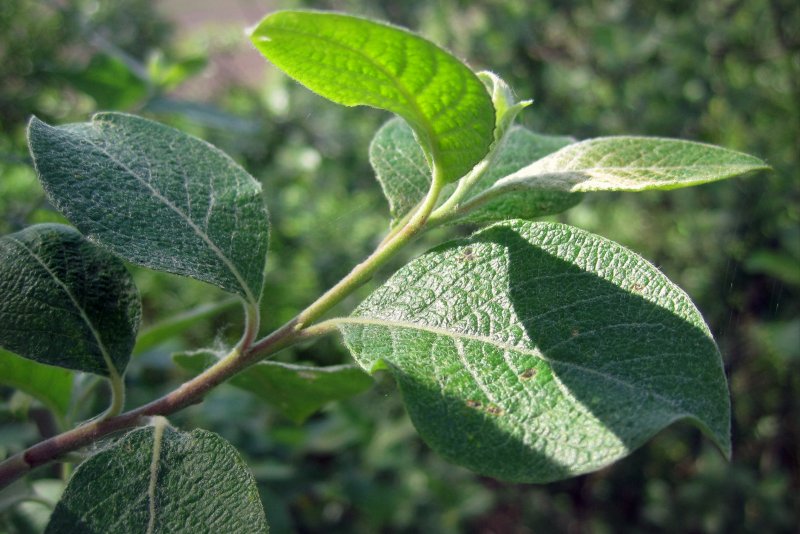Salix (Ива) caprea curly Locks