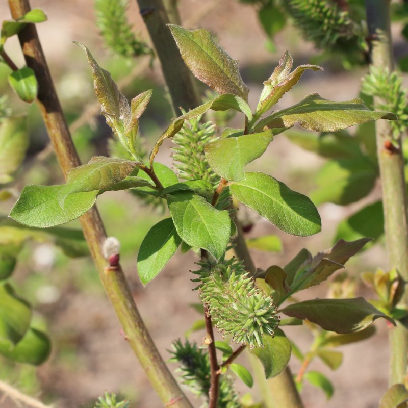 Ива бредина (Salix caprea)