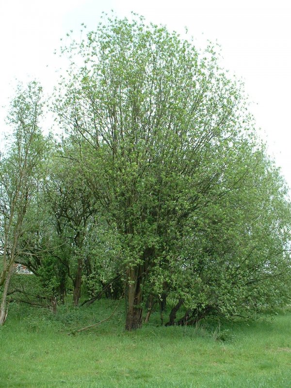 Ива бредина (Salix caprea)