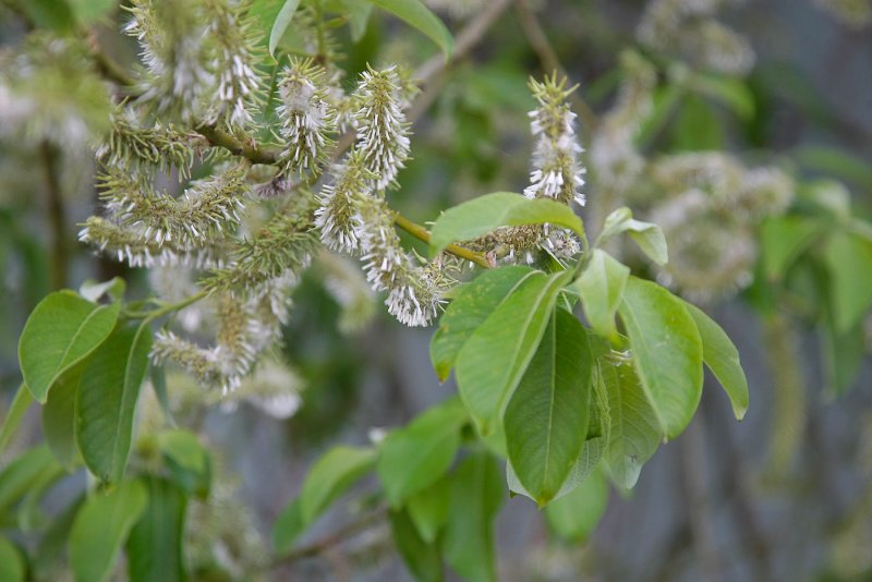 Ива бредина (Salix caprea)