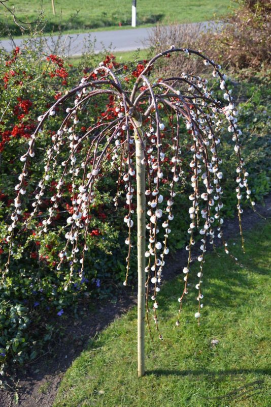 Ива курильская Salix kurilensis