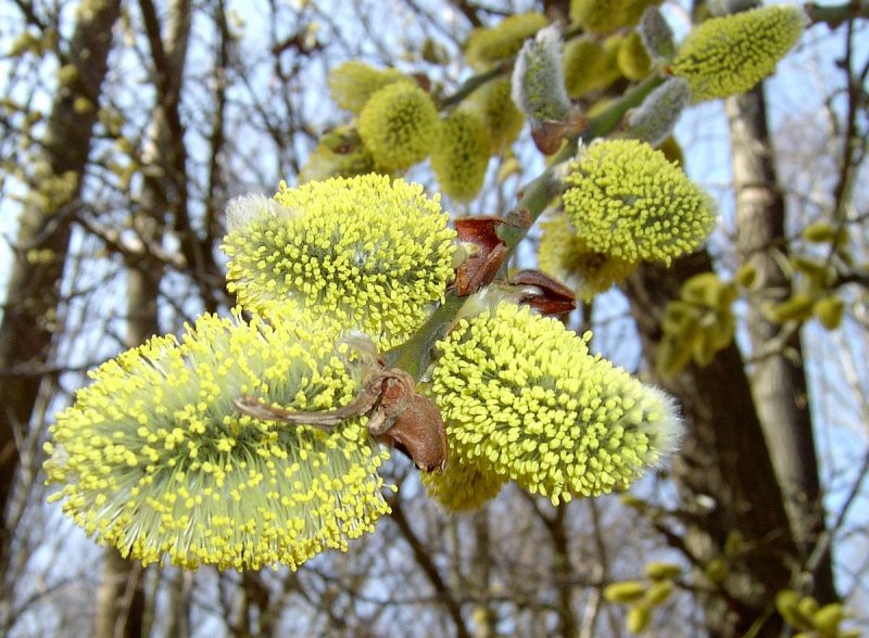Ива Козья (бредина) – Salix caprea