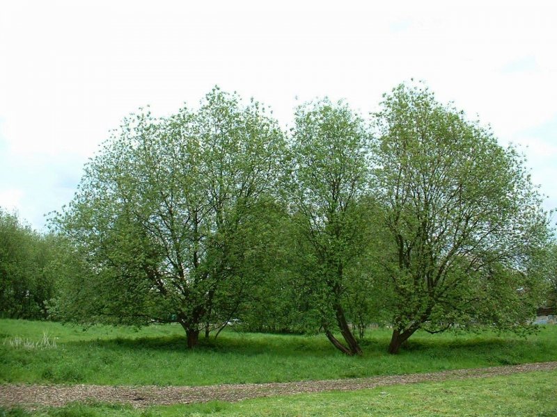 Ива Козья Salix caprea