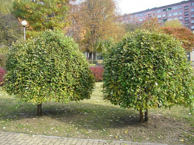 Саликс Килмарнок Ива