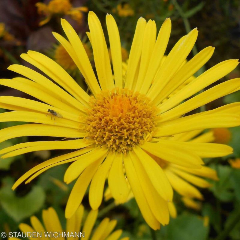 Дороникум Восточный Doronicum orientale little Leo