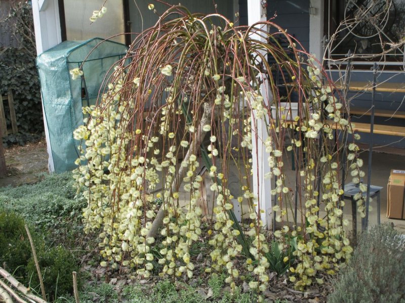 Ива бредина (Salix caprea)