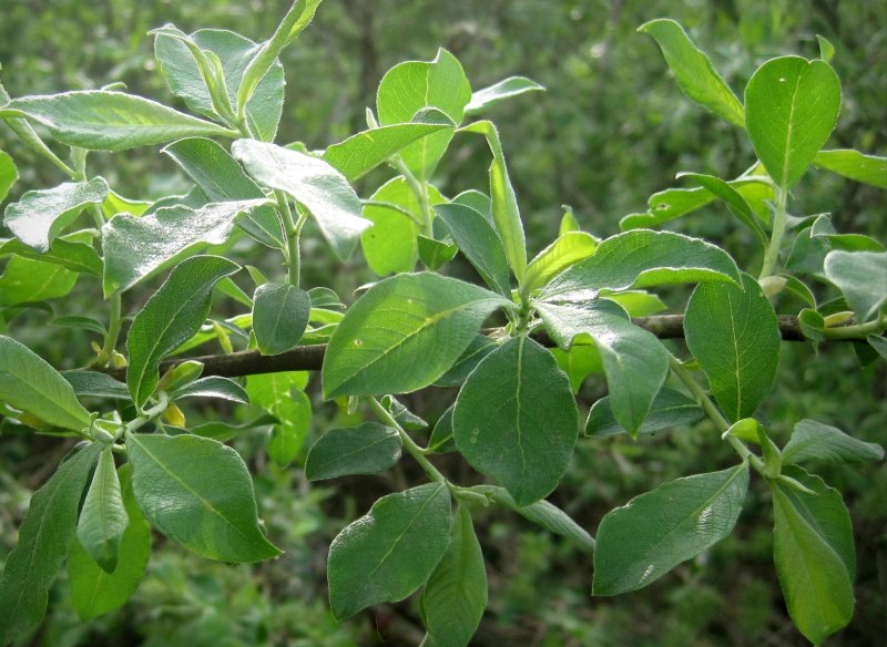 Ива бредина (Salix caprea)