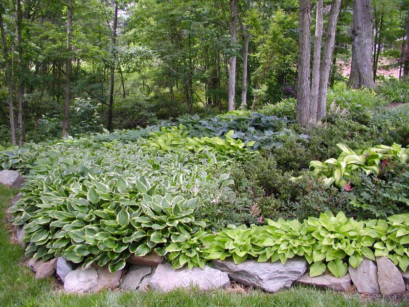 Hosta Gardens