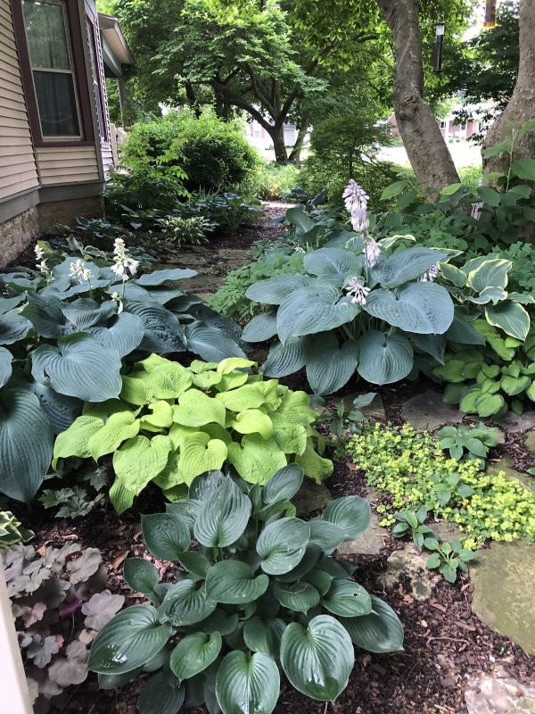 Хоста (Hosta) – многолетник для тенистого цветника.