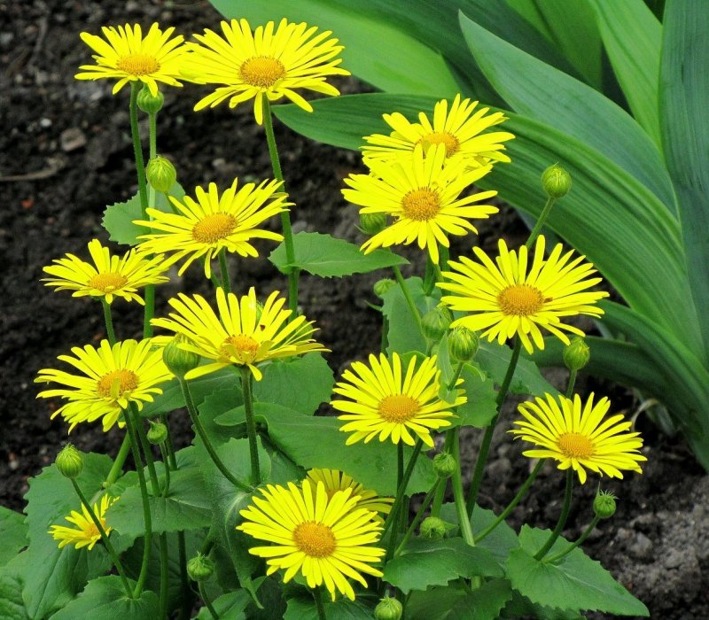 Дороникум ядовитый (Doronicum pardalianches)
