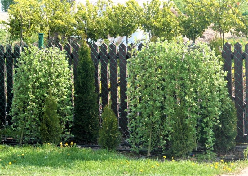 Ива Козья Salix caprea