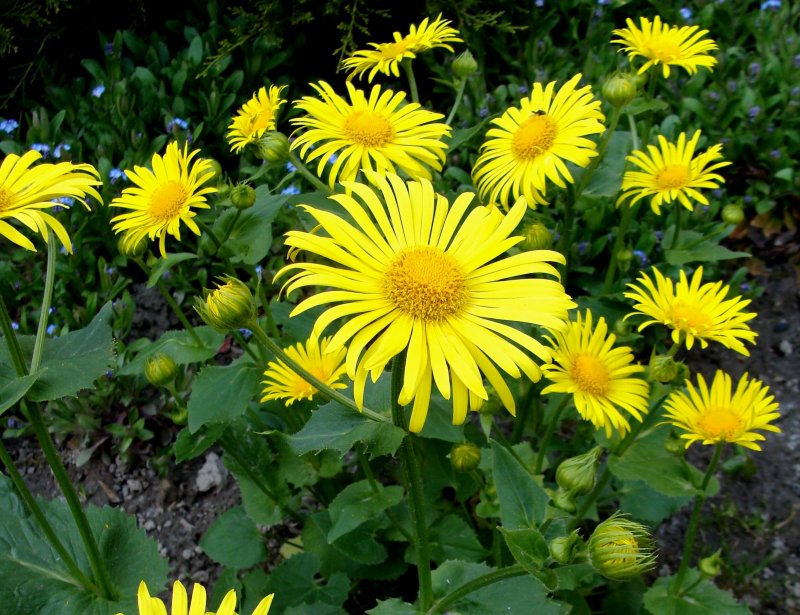 Doronicum caucasicum купить