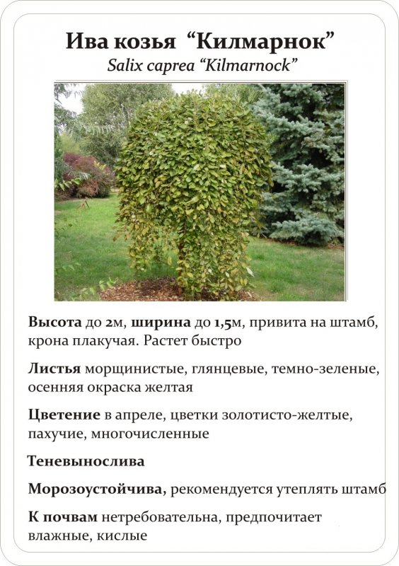 Бирючина Пендула