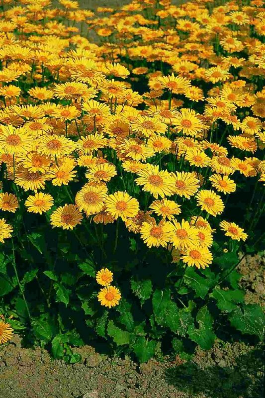 Дороникум Восточный "Spring Beauty"