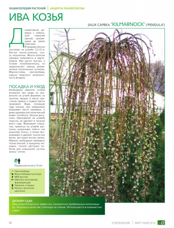 Ива Козья Salix caprea