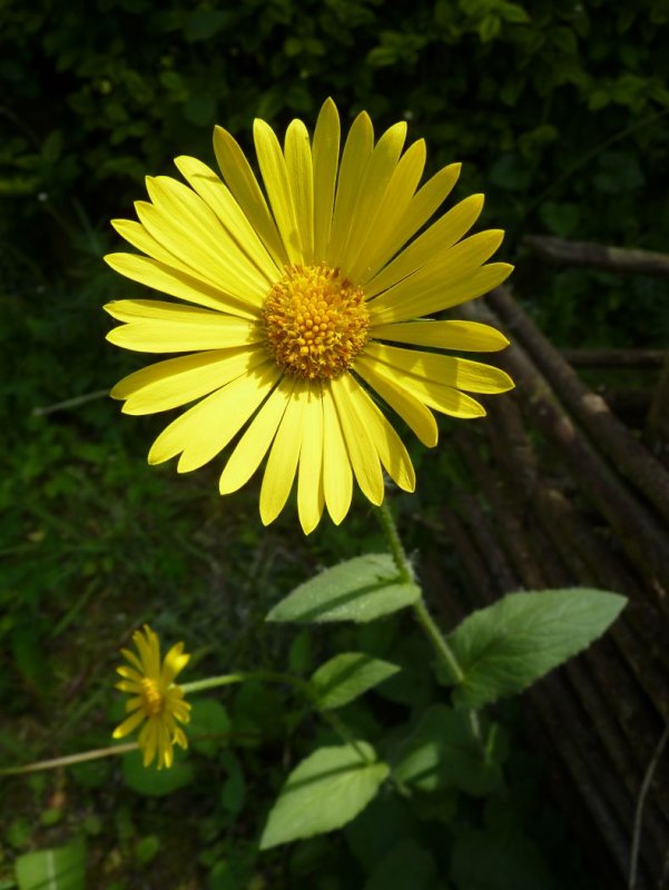 Doronicum - дороникум k caucasicum