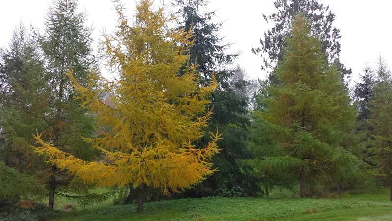 Лиственница Западная Larix occidentalis