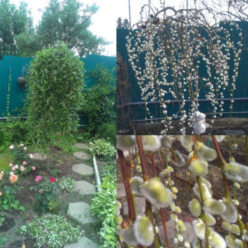 Ива caprea pendula