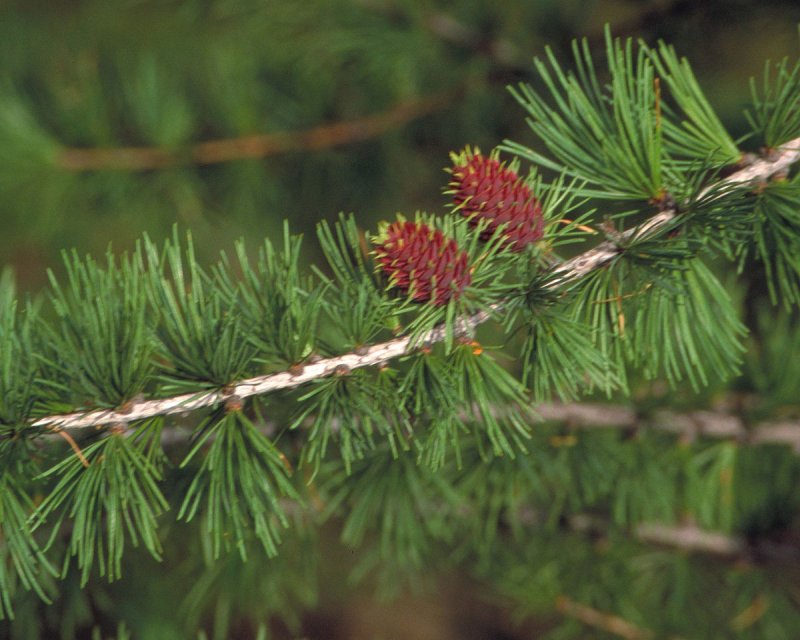 Larix occidentalis