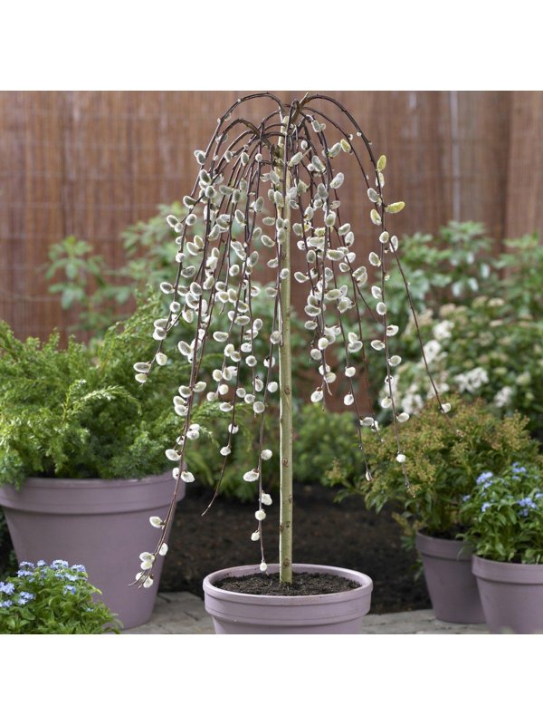 Ива Козья Килмарнок (Salix caprea Kilmarnock)