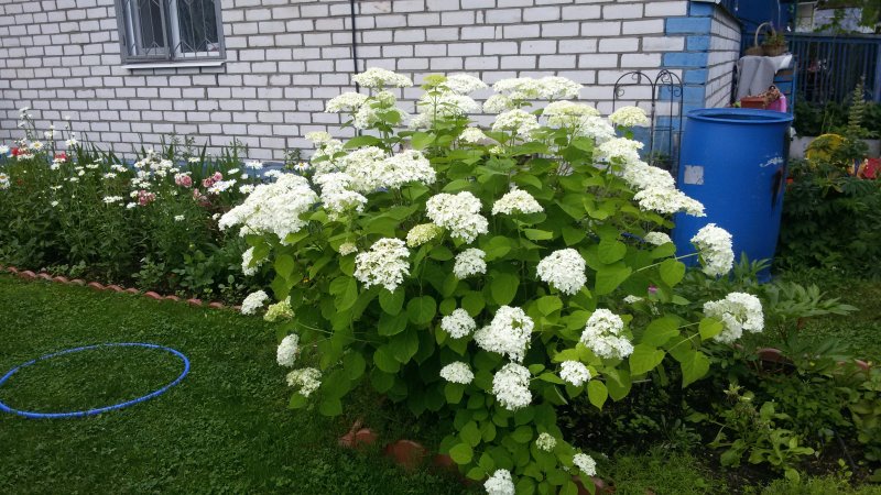 Гортензия Анабель
