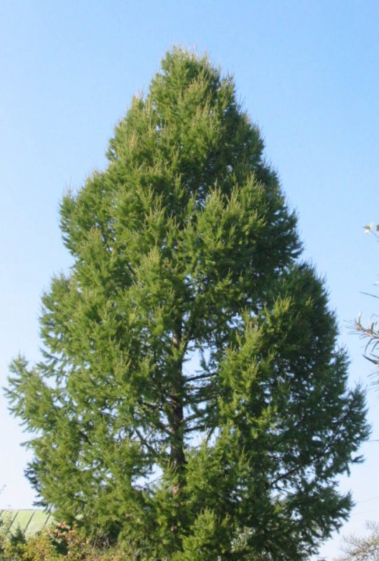 Лиственница Сибирская Larix sibirica