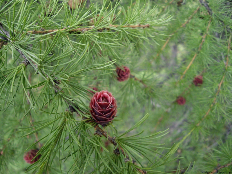 Larix occidentalis