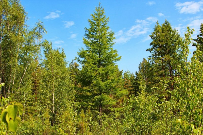 Лиственница Сибирская - Larix sibirica Ledeb.