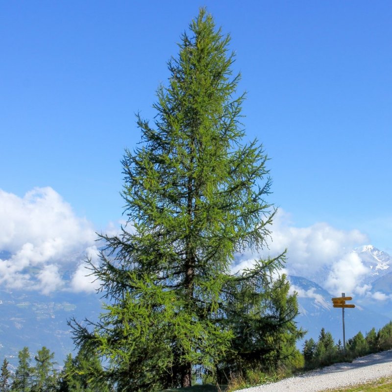 Лиственница Сибирская Larix sibirica