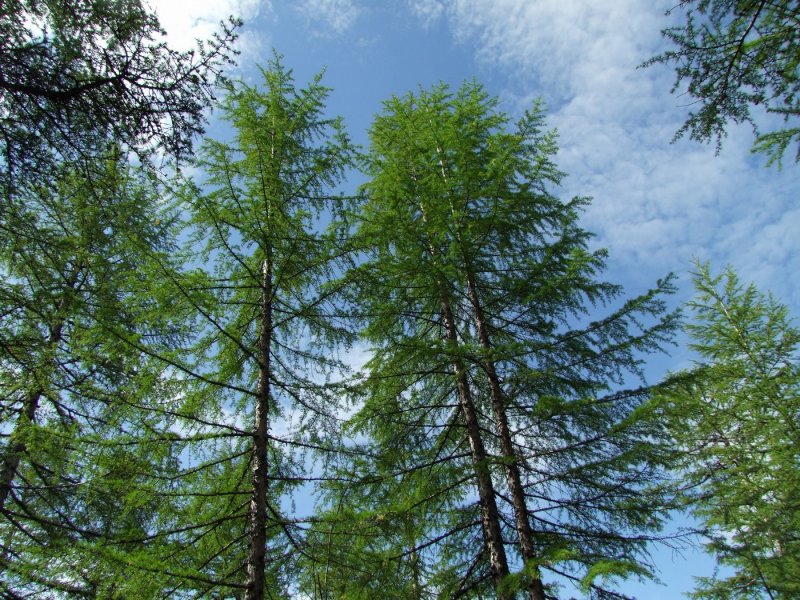 Лиственница Сибирская Larix sibirica