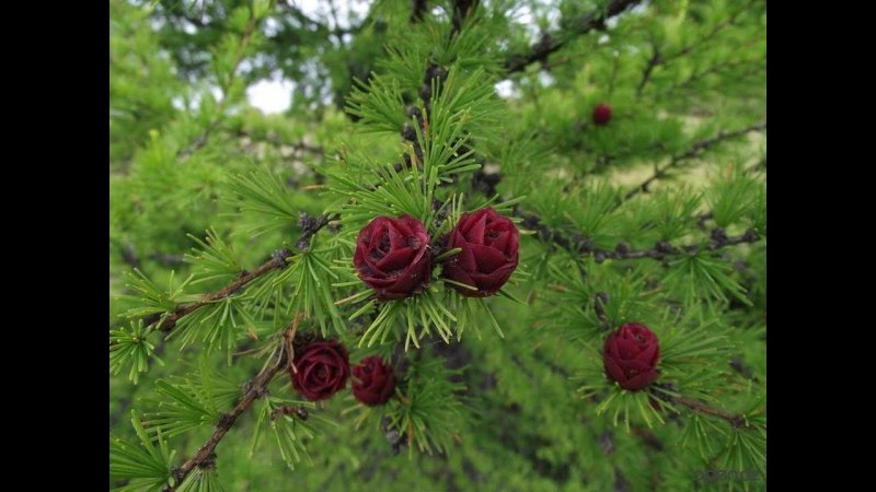 Лиственница Гмелина Амурской области