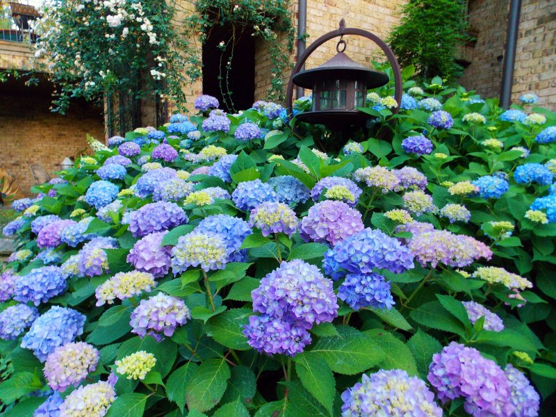 Hydrangea macr. Royal Parade