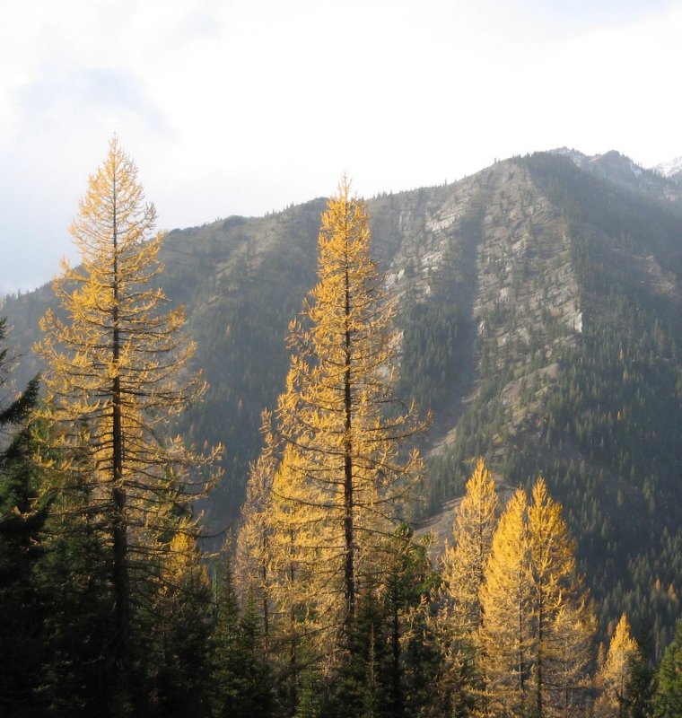 Larix occidentalis