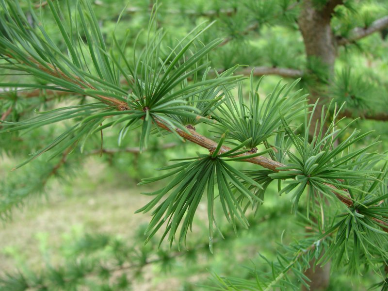 Лиственница Сибирская Larix sibirica