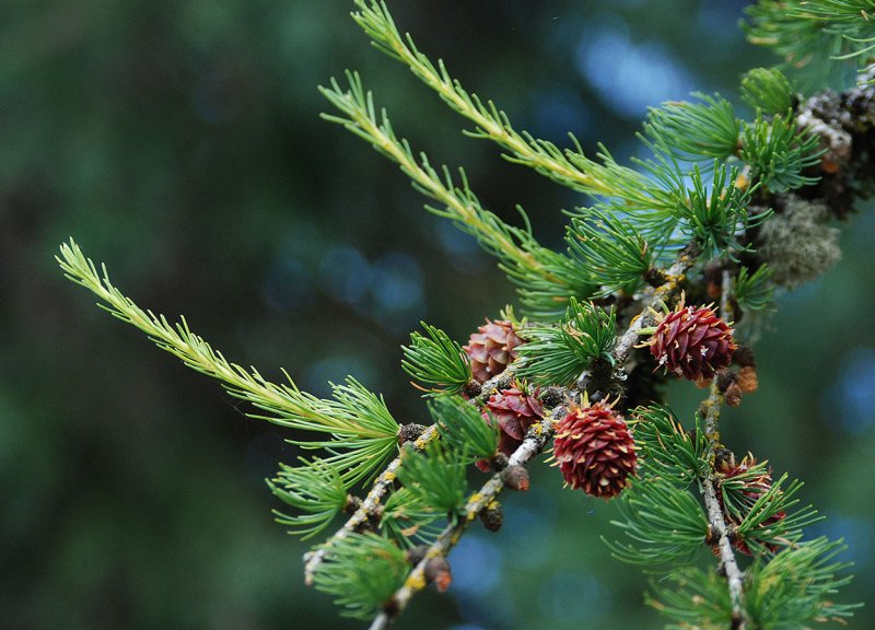 Лиственница Западная Larix occidentalis