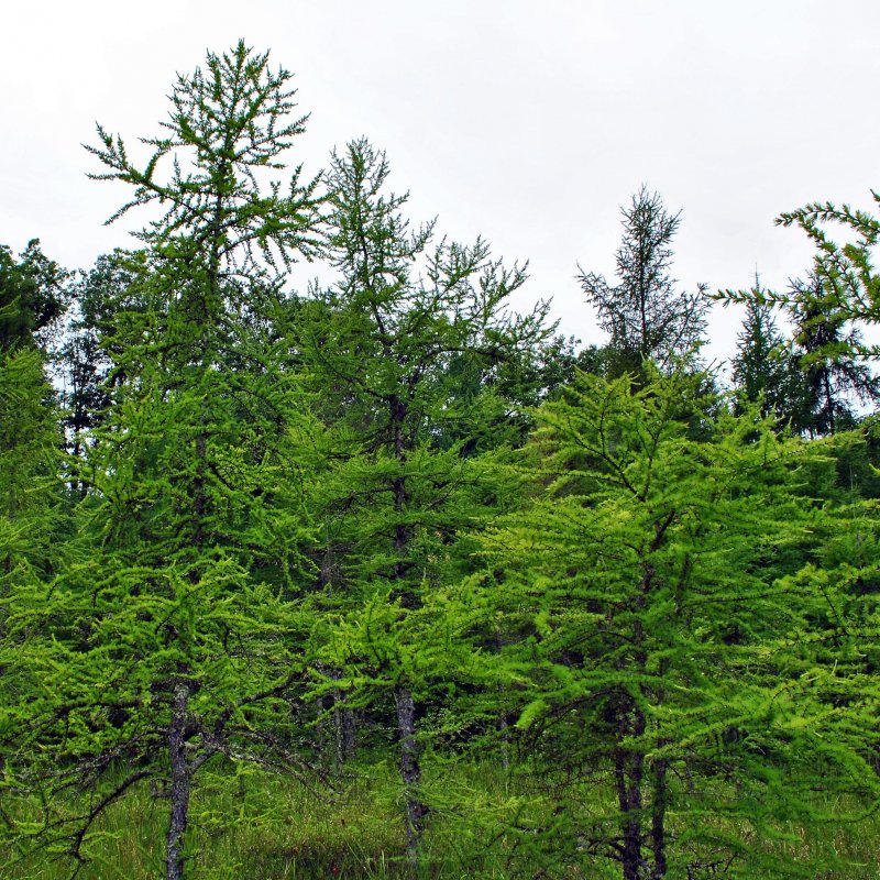 Лиственница Сибирская Larix sibirica