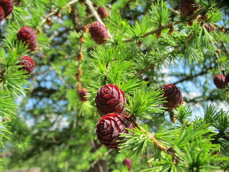 Лиственница американская Larix laricina