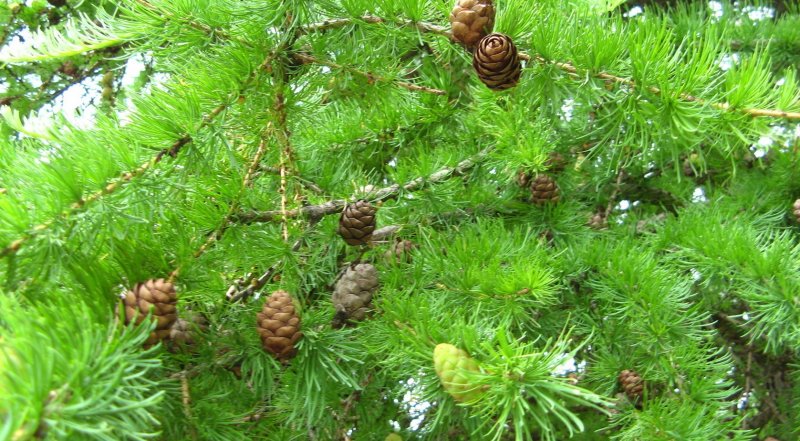 Лиственница Сибирская Larix sibirica